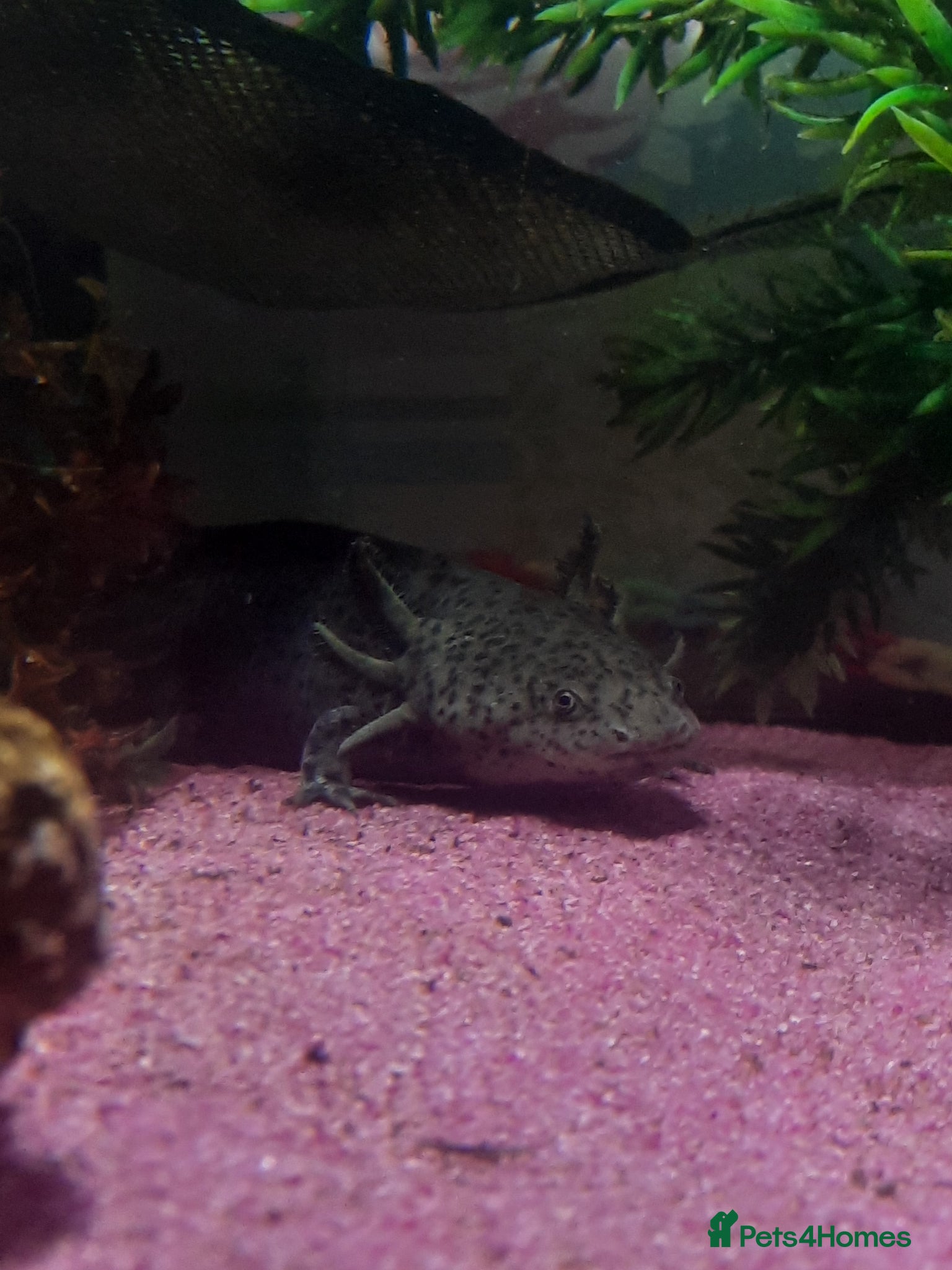 Axolotl reptiles My black wild type axolotl  - Advert 3
