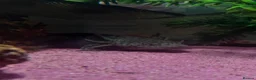 Axolotl reptiles for sale: My black wild type axolotl  in Nelson - Advert 1