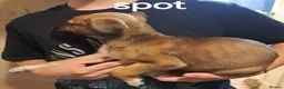 Mixed Breed dogs for sale: Alaunt x  in Wisbech - Advert 12