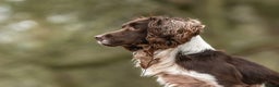 English Springer Spaniel dogs for stud: Working Springer Spaniel for Stud in Bedale - Advert 2