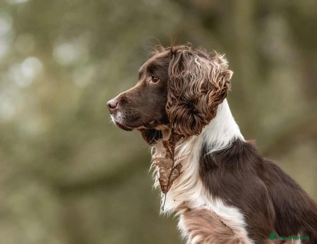 English Springer Spaniel dogs for stud: Working Springer Spaniel for Stud in Bedale - Advert 2