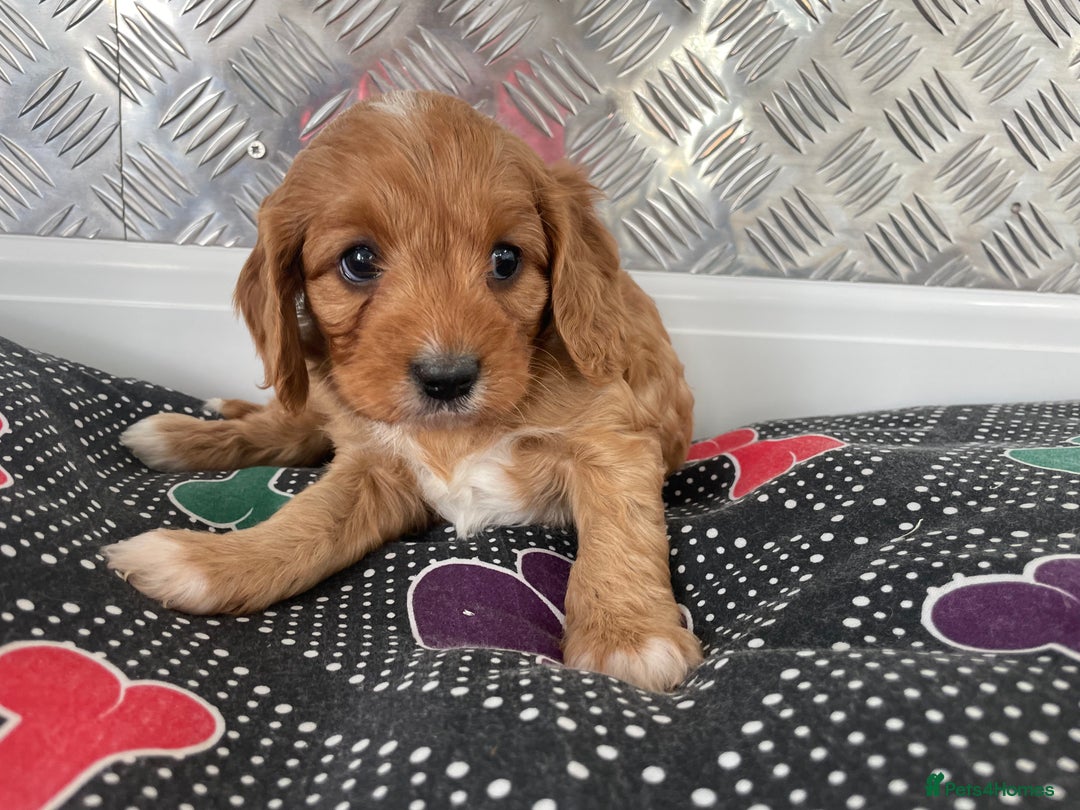 Cavapoo dogs for sale: F1 CAVAPOO puppies for sale  - Image 19
