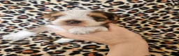 Yorkshire Terrier dogs for sale: DNA tested parents Biewer and Ocean Pearl puppies - Advert 20
