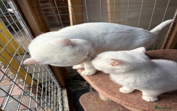 British Shorthair cats for sale: British Shorthair kittens - Image 22