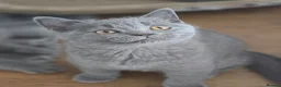 British Shorthair cats for sale: British Shorthair Kittens in London - Advert 1