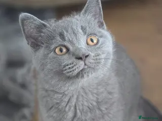 British Shorthair cats British Shorthair Kittens - Advert 5
