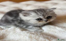 Exotic cats for sale: Superb Exotic Chinchilla kittens - Health tested  - Image 13