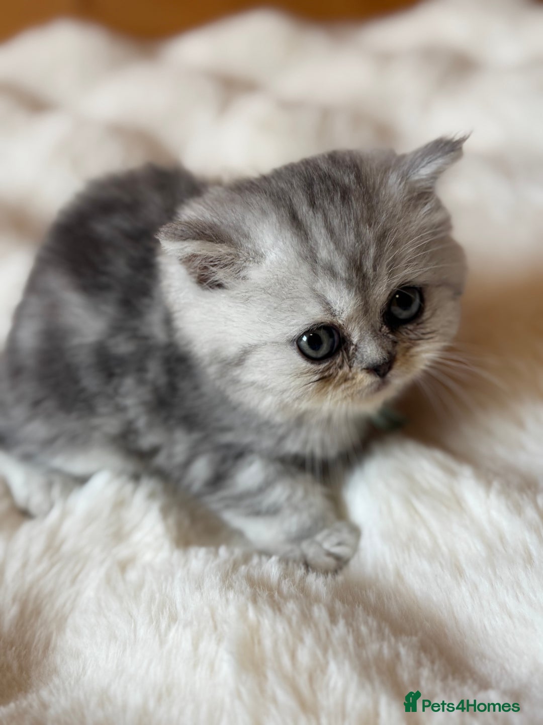 Exotic cats for sale: Superb Exotic Chinchilla kittens - Health tested  - Image 13