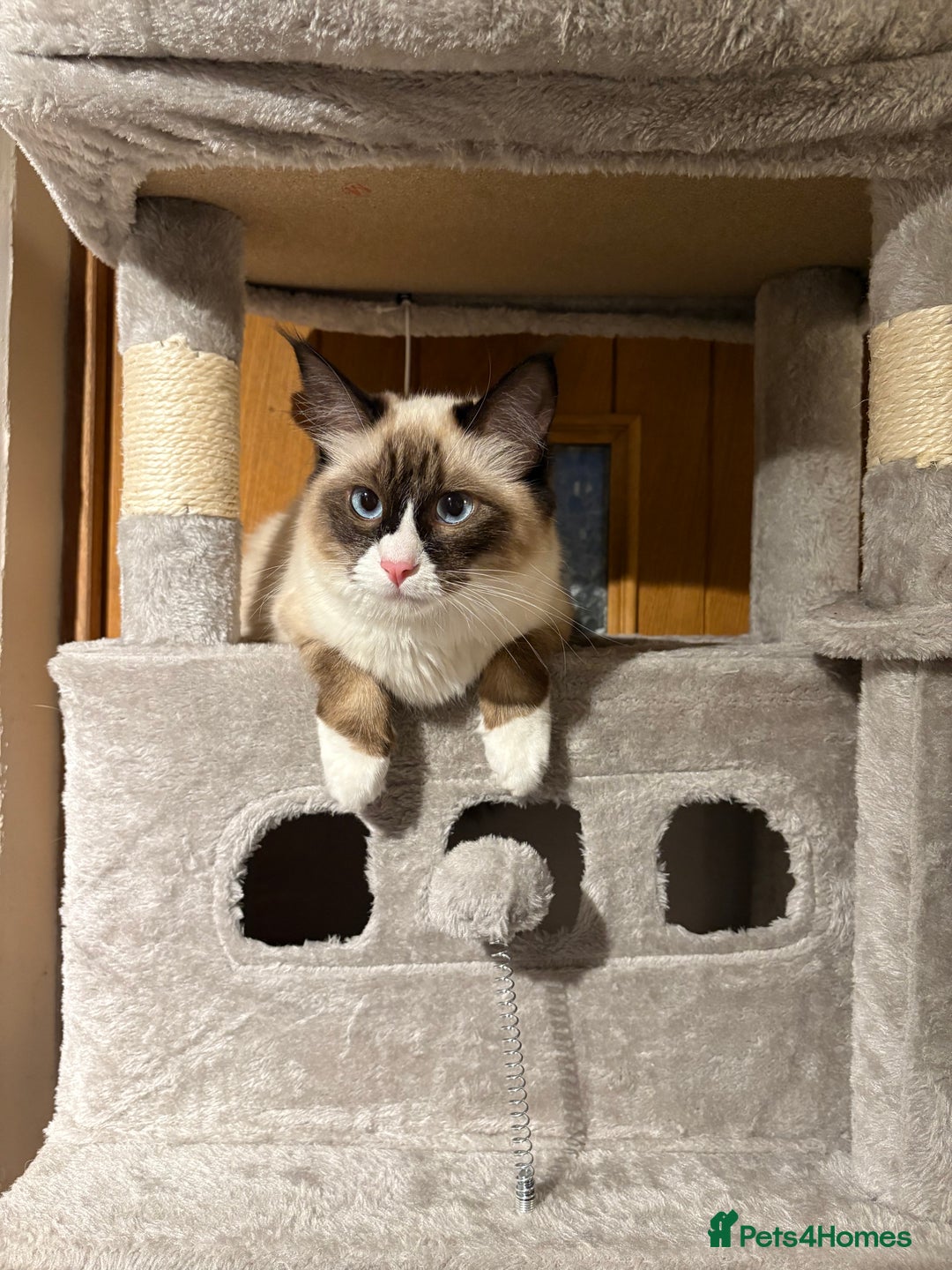 Ragcoon cats for sale: Stunning Maine Coon x Ragdoll kittens - Image 15