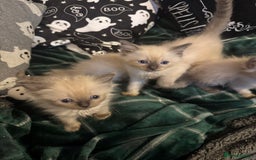 Ragdoll cats for sale: 8 week old ragdoll kittens ready to go now  - Image 7