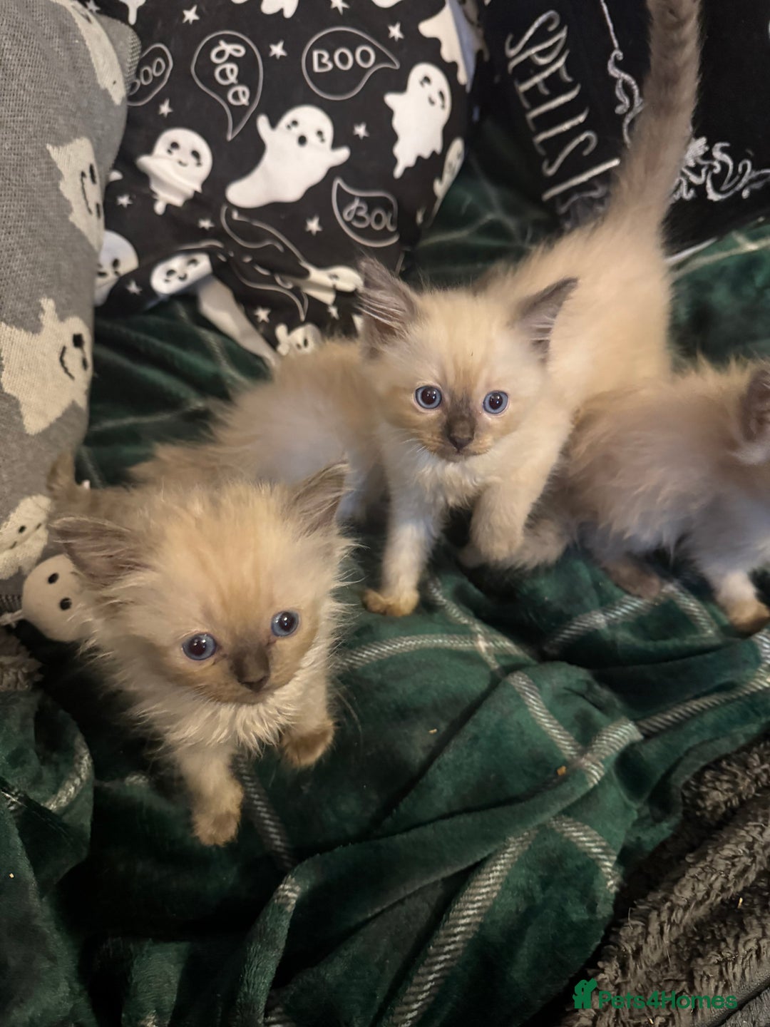 Ragdoll cats for sale: 8 week old ragdoll kittens ready to go now  - Image 7