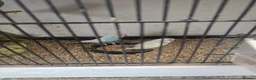 Budgerigars birds for sale: 2026 budgies - Advert 5