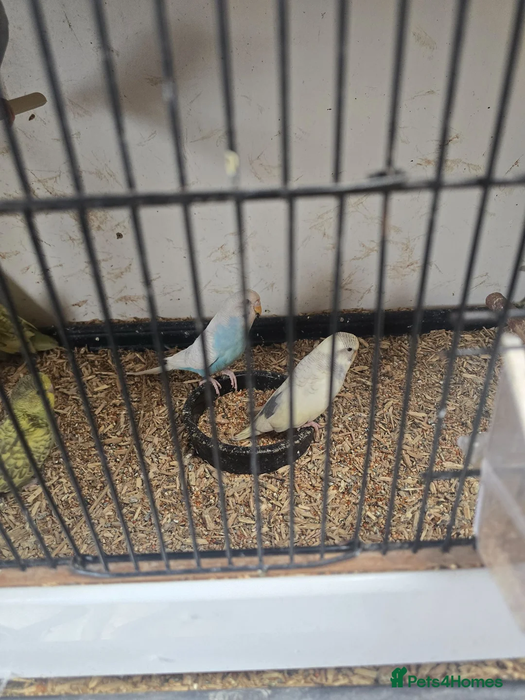 Budgerigars birds for sale: 2026 budgies - Advert 5