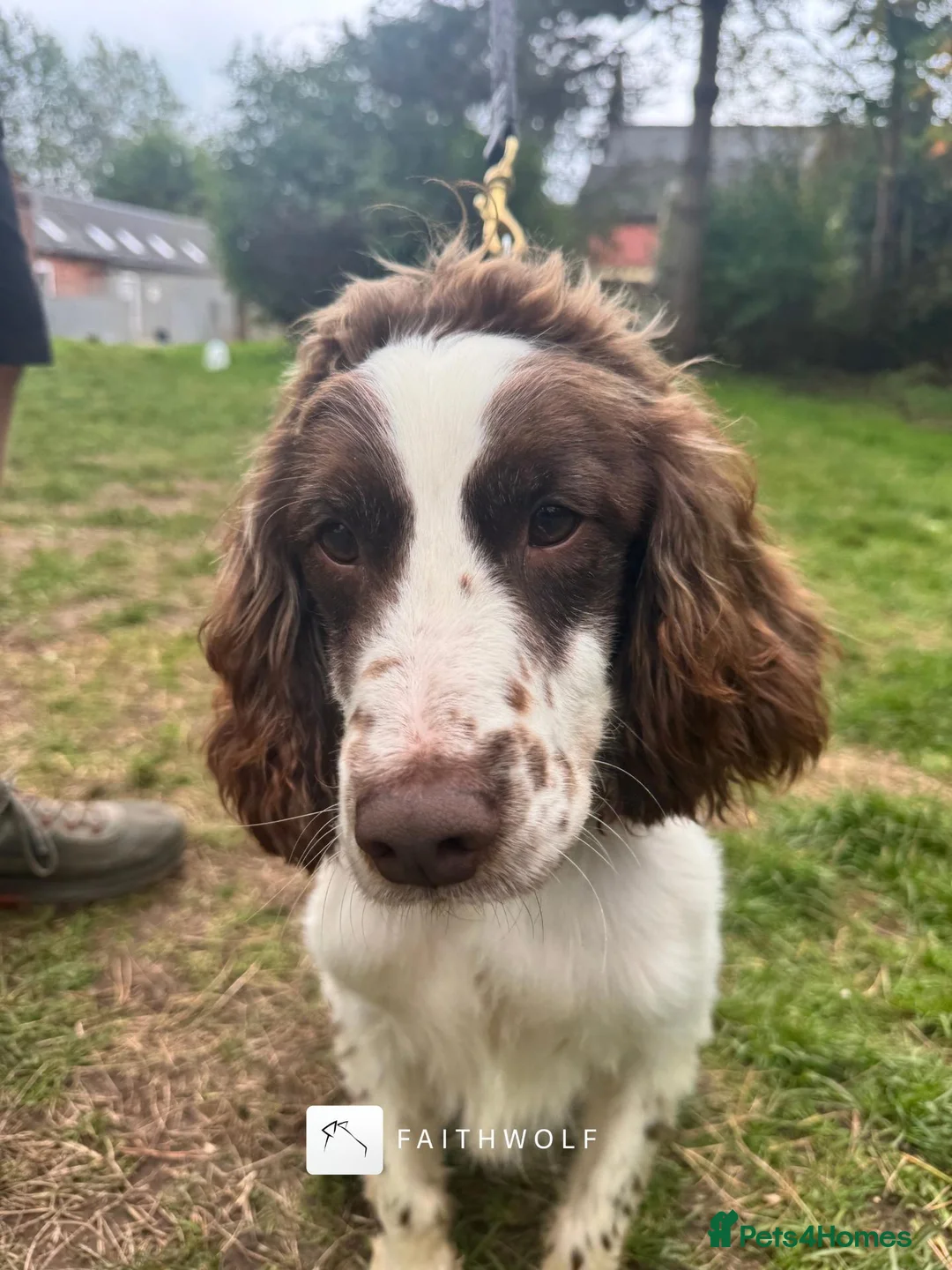 English Springer Spaniel dogs for sale: Freddie - Fully Trained Pet Springer Spaniel - Advert 2