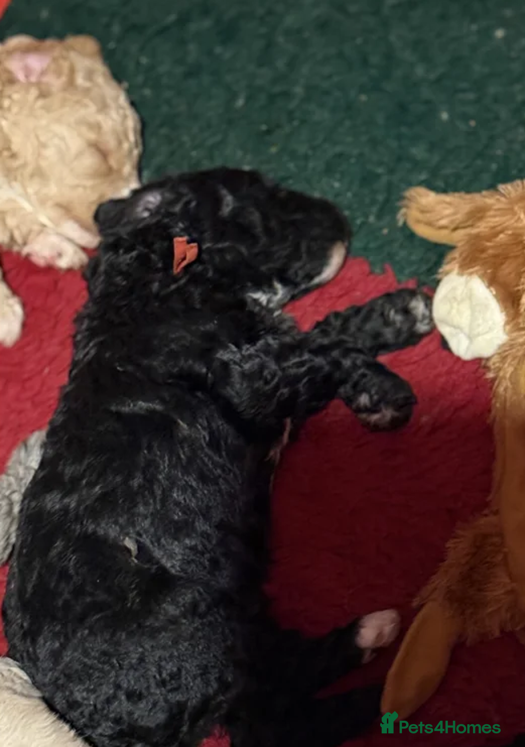 Australian Labradoodle dogs for sale: Fluffy Australian Labradoodle Pups-Ready for You - Advert 12