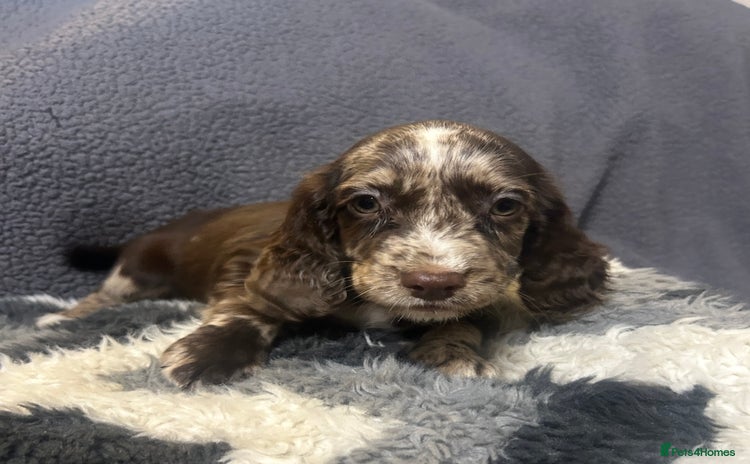 Cocker Spaniel dogs - Advert 3