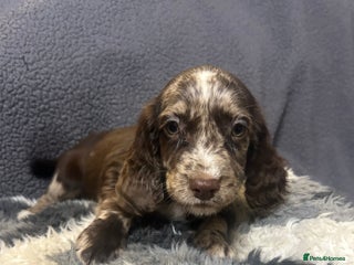 Cocker Spaniel dogs - Advert 5