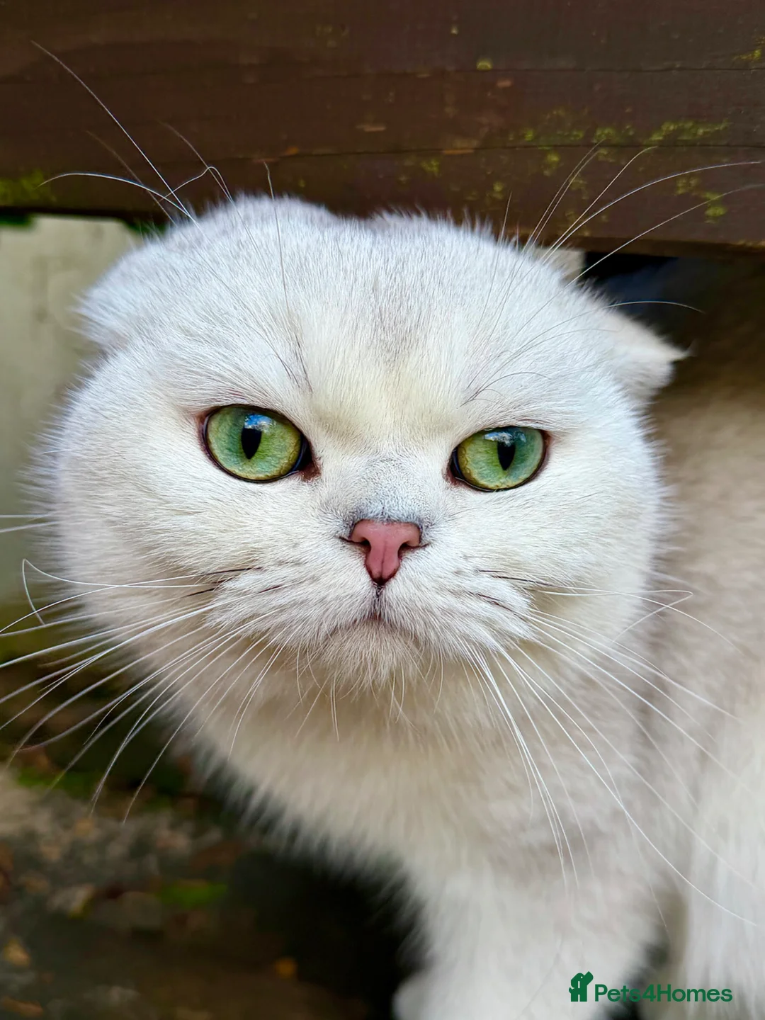 Scottish Fold cats for stud: Bruno in Harrow - Advert 2