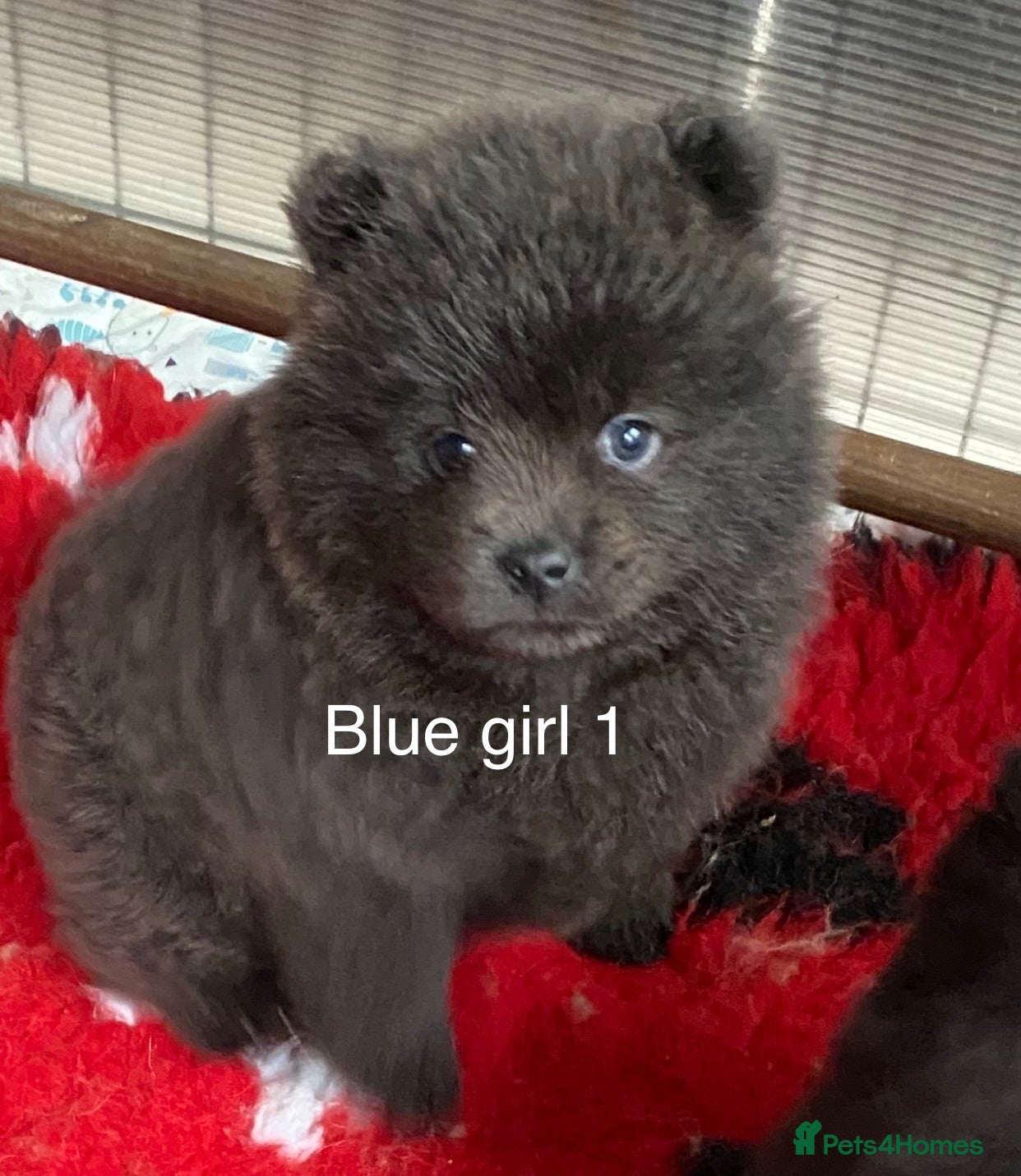 Mixed Breed dogs For sale 4 unique chowpom Puppies  - Advert 1