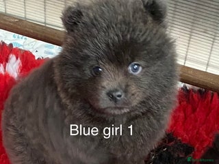 Mixed Breed dogs For sale 4 unique chowpom Puppies - Advert 1