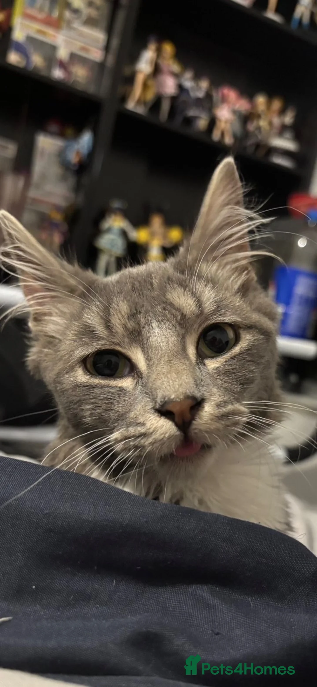 Mixed Breed cats for sale: Young half maincoon for sale in Emsworth - Advert 9