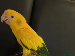 Parrots birds Sad to sell my beloved 5 year old Male Golden - Advert 1