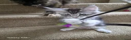 Maine Coon cats for sale: Registered and Licensed cattery - Advert 7