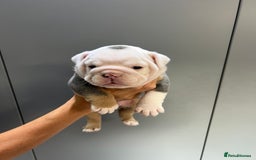 English Bulldog dogs for sale: English Bulldog Puppies - Image 7