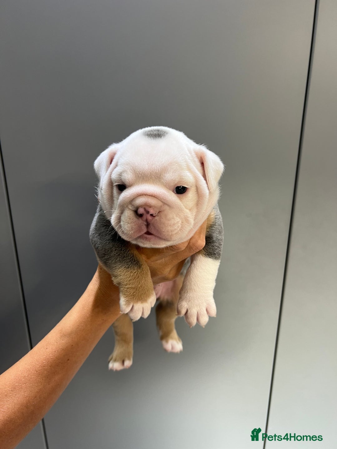 English Bulldog dogs for sale: English Bulldog Puppies - Image 7