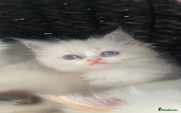 Ragdoll cats for sale: Beautiful Flame/ Cream Ragdoll kittens - Advert 16