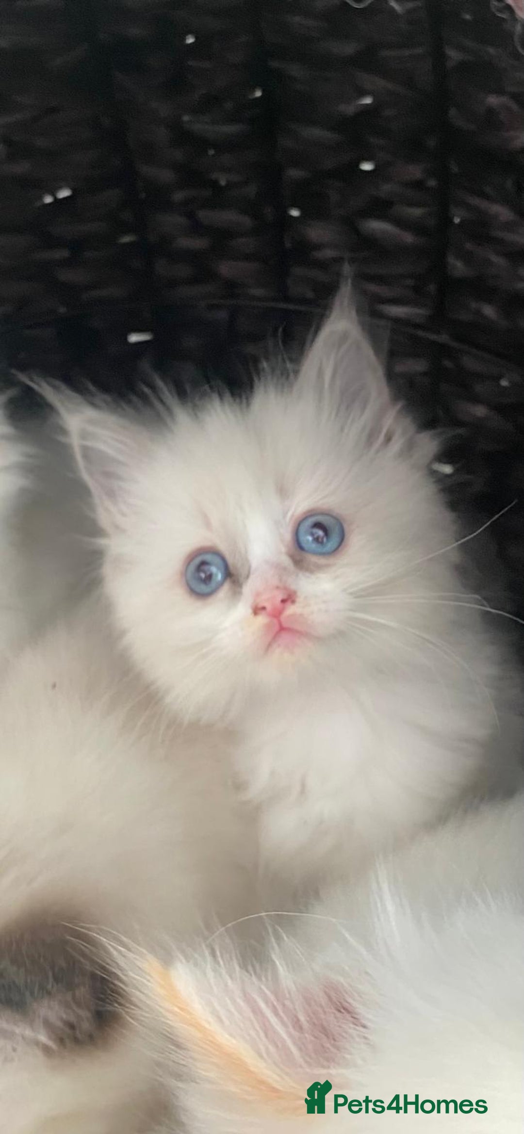 Ragdoll cats for sale: Beautiful Flame/ Cream Ragdoll kittens - Advert 16