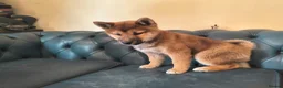 Japanese Shiba Inu dogs for sale: Pure Breed Japanese Shiba Inu Puppies  in Goole - Advert 22