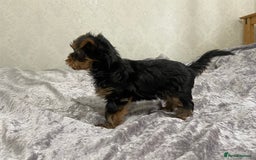 Yorkshire Terrier dogs for sale: Adorable Mini Yorkshire Terrier Puppy 🐾 - Image 9