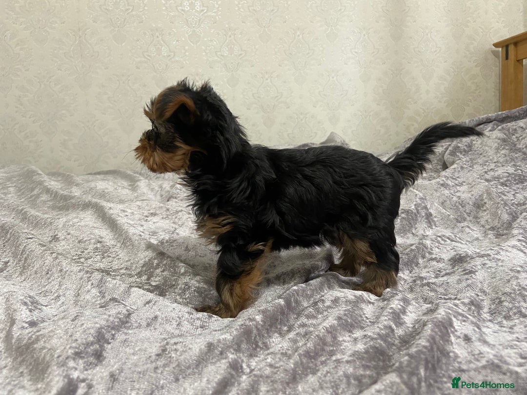Yorkshire Terrier dogs for sale: Adorable Mini Yorkshire Terrier Puppy 🐾 - Image 9