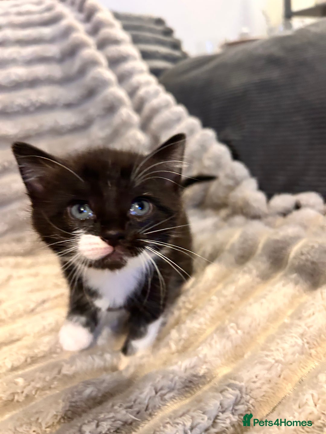 Mixed Breed cats for sale: 3 kittens for sale  - Advert 13