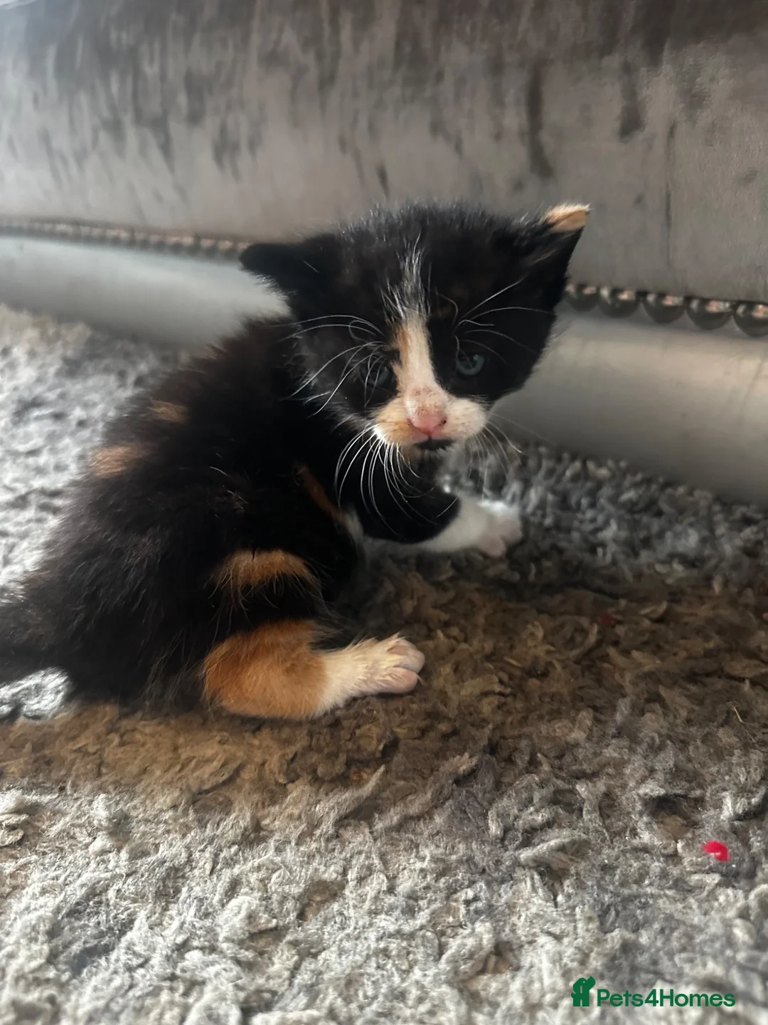 Mixed Breed cats for sale: Beautiful kittens - Advert 2