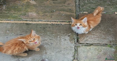 Maine Coon cats - Advert 7