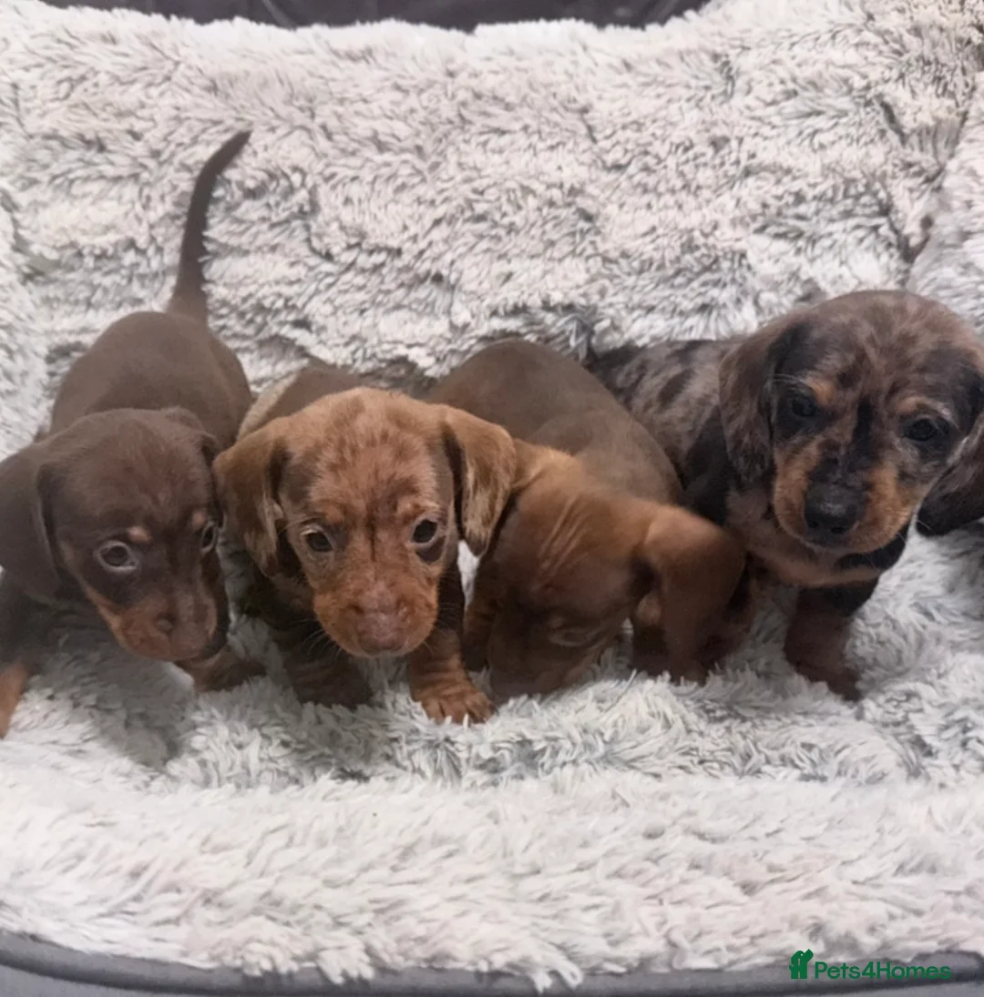 Miniature Dachshund dogs for sale: Miniature Dachund  - Advert 1
