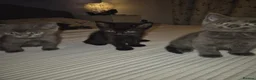 Mixed Breed cats for sale: 4 male kittens READY NOW - Advert 4