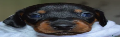 Dachshund 1
