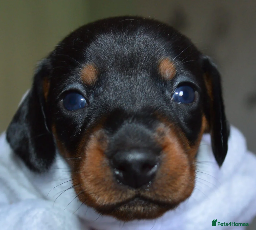 Dachshund dogs for sale: Ms Donna carnie - Advert 4