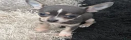 Chihuahua dogs for sale: Chihuahua boy puppy for sale - Advert 2