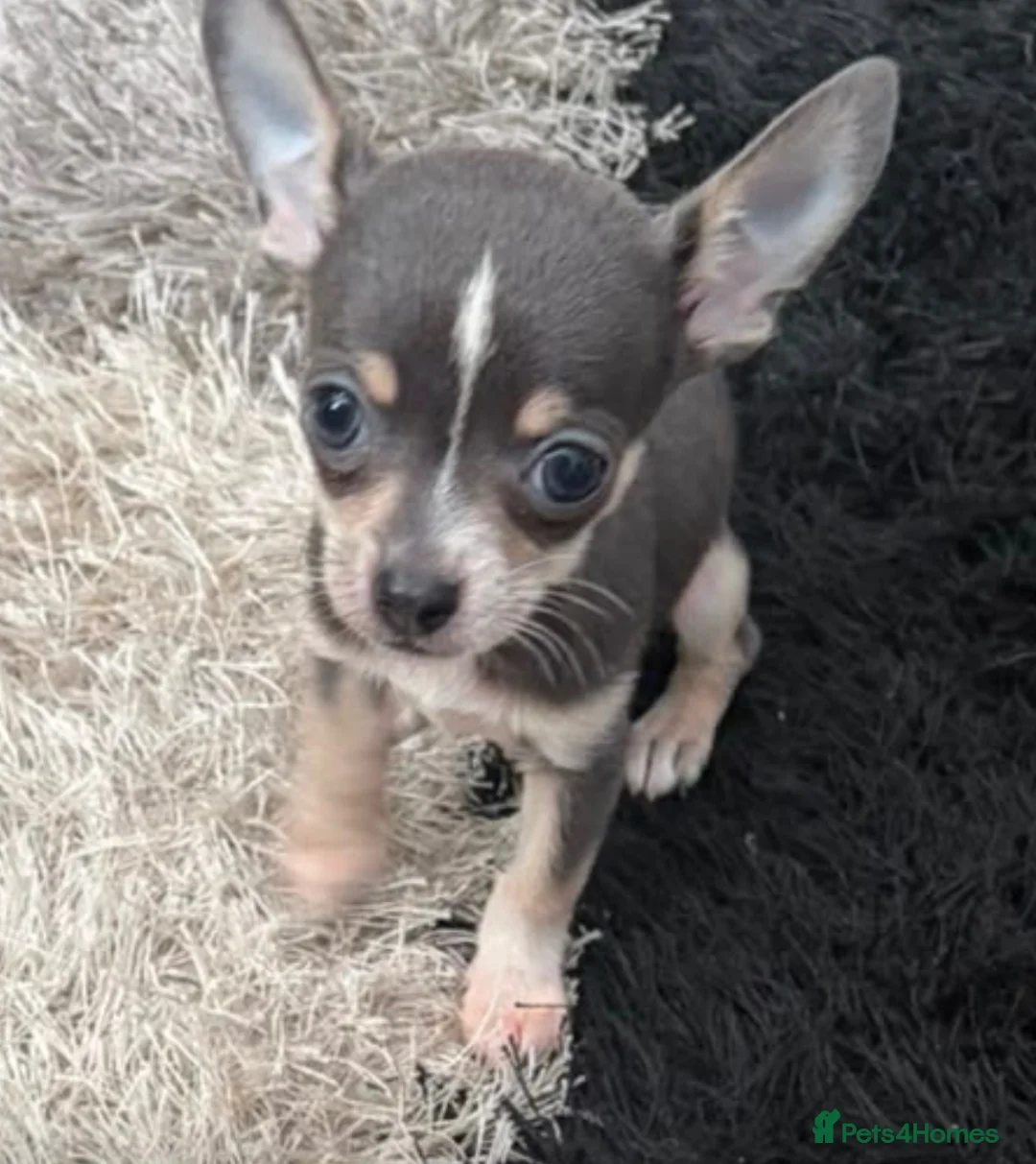 Chihuahua dogs for sale: Chihuahua boy puppy for sale - Advert 2