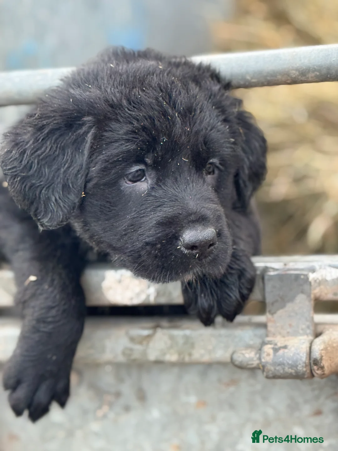 Labrador Retriever dogs for sale: Labrador x huntaway puppies ⭐️only 1 girl left⭐️ - Advert 2