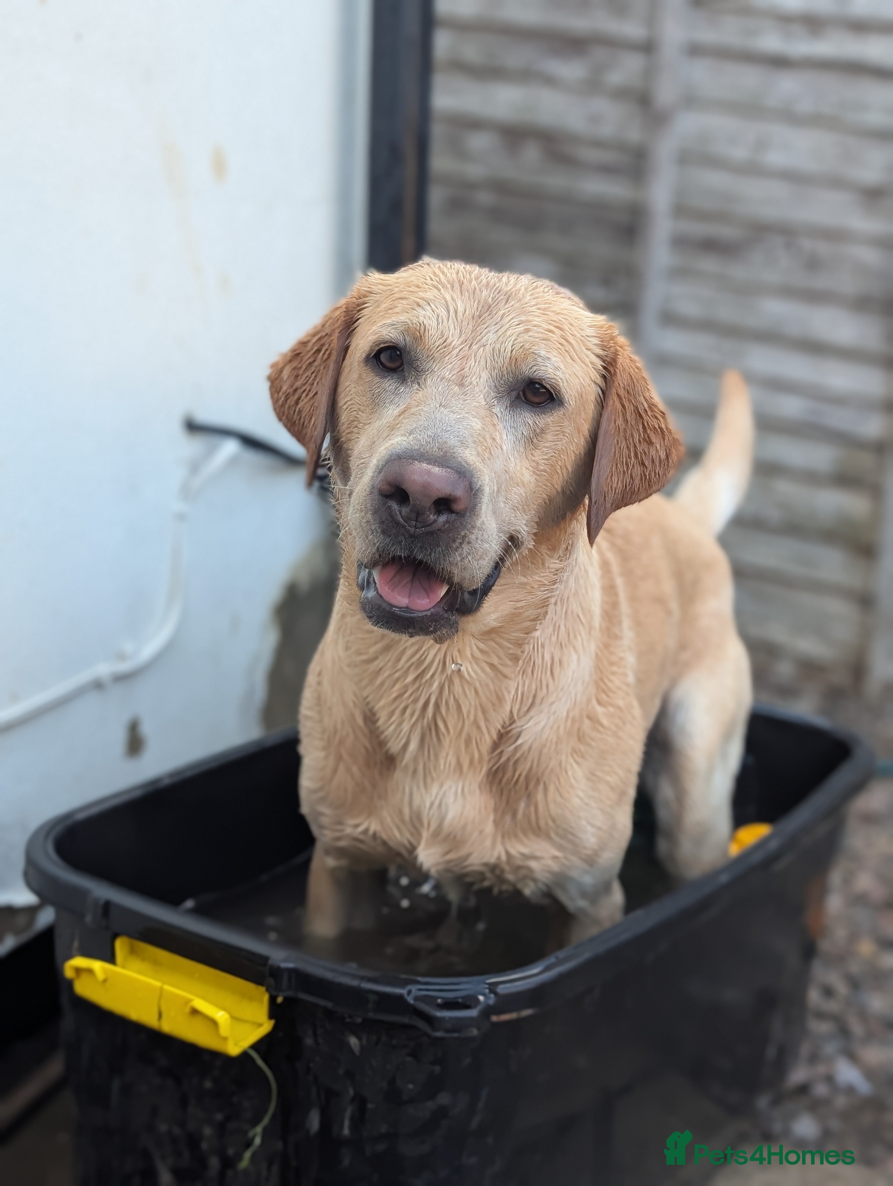 Labrador Retriever dogs Cosmo☄️the stud - Advert 2