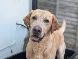 Labrador Retriever dogs Cosmo☄️the stud - Advert 21