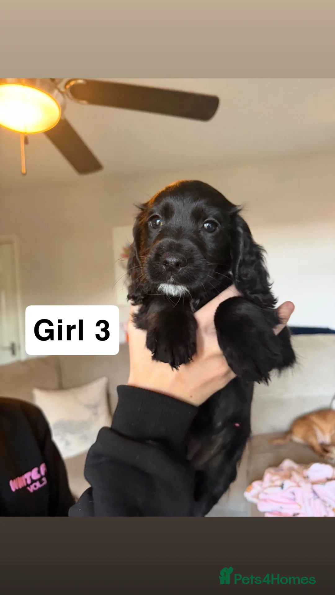 Cocker Spaniel dogs for sale: Cocker Spaniel Puppies - Advert 7