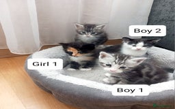 Mixed Breed cats for sale: Mainecoon and Forest Norwegian mixed kittens - Image 12