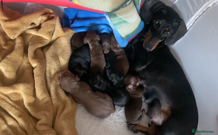 Dachshund dogs - Advert 1