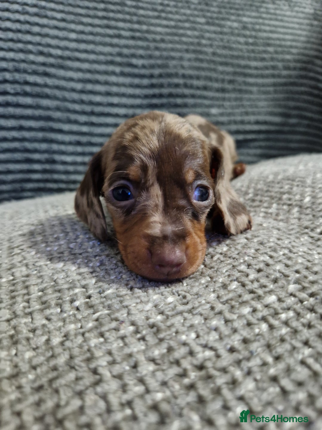 Miniature Dachshund dogs for sale: Miniature Smooth Haired Dachshund  - Advert 10